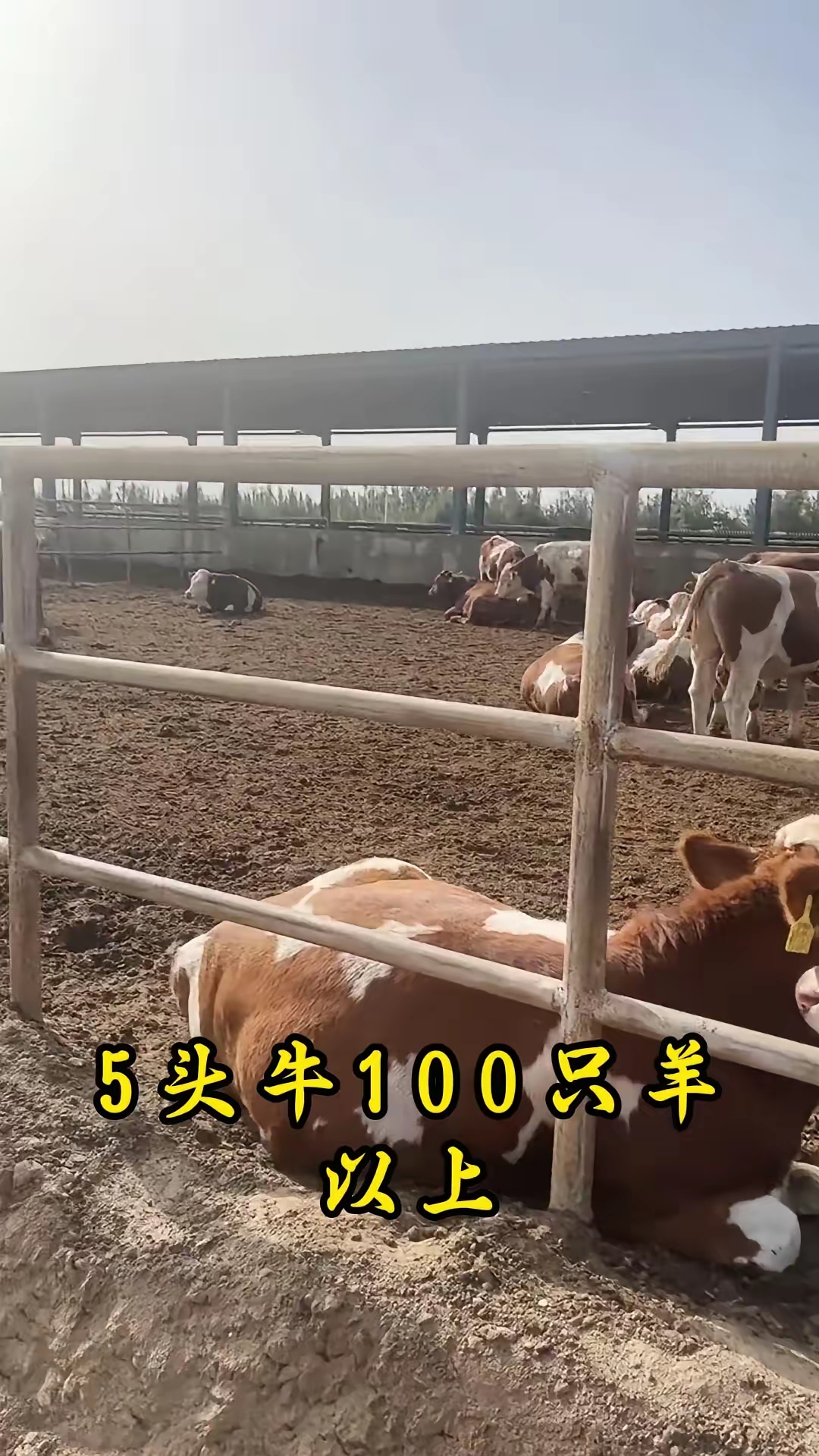 里尔青年才俊表现亮眼，成球队新希望的简单介绍